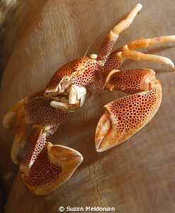 Porcelain Crab staring me down by Suzan Meldonian 